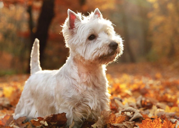 Nomes para Cachorros Pequenos 347 ideias para machos e fêmeas