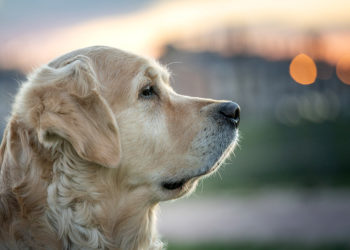 nomes de cachorros com a letra A