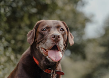 nomes de cachorros com a letra F