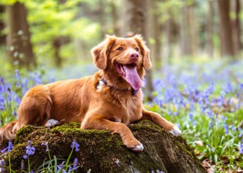 nomes de cachorros com a letra H