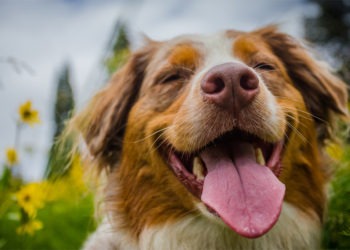 nomes para cachorro masculino