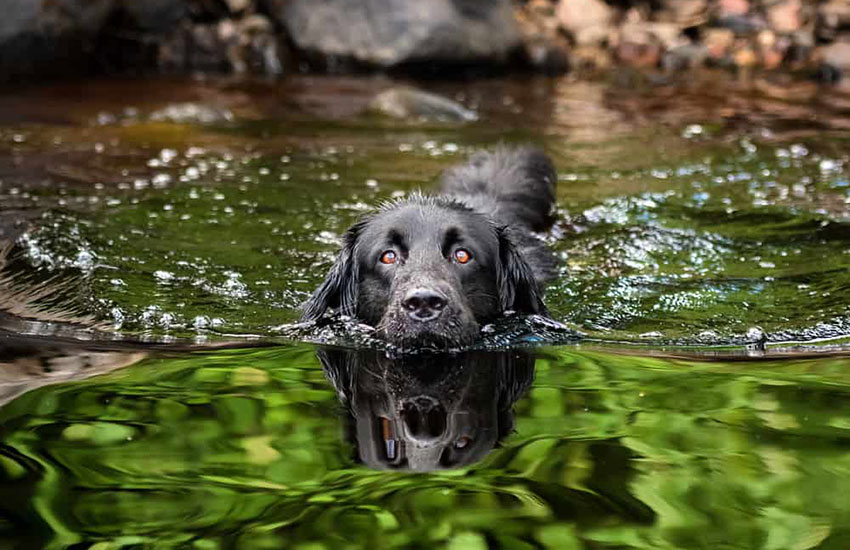 cachorro nadando na agua