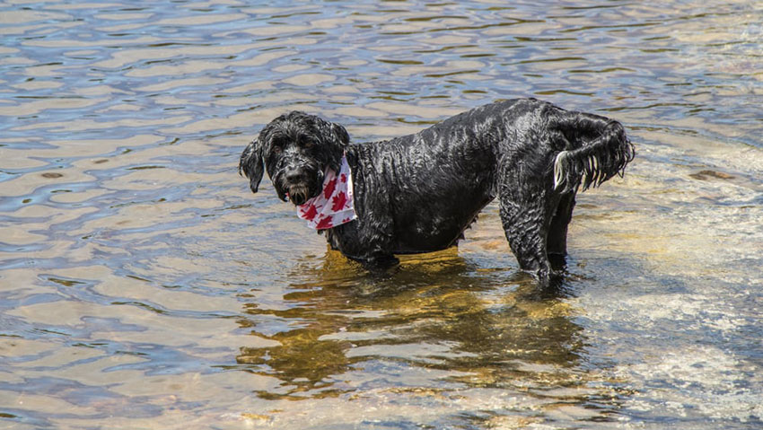 cachorro brincando na agua
