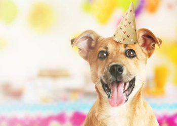 cachorro chapeu aniversario