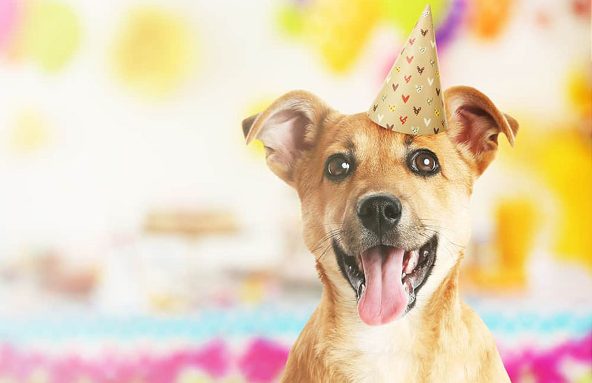 cachorro chapeu aniversario