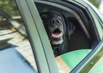cachorro labrador preto no carro do seu humano