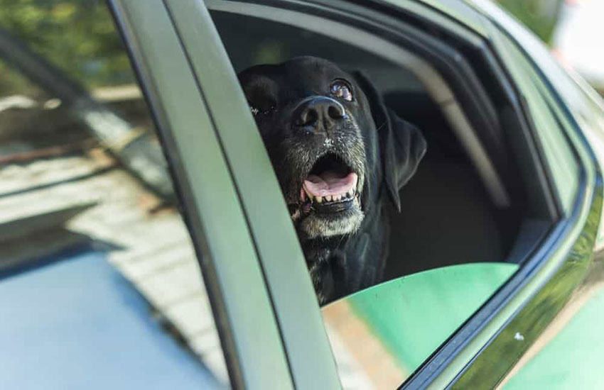 cachorro labrador preto no carro do seu humano