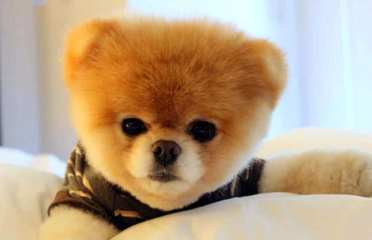 Foto de Cachorros Fofos | 100 Imagens de Cachorros Fofos