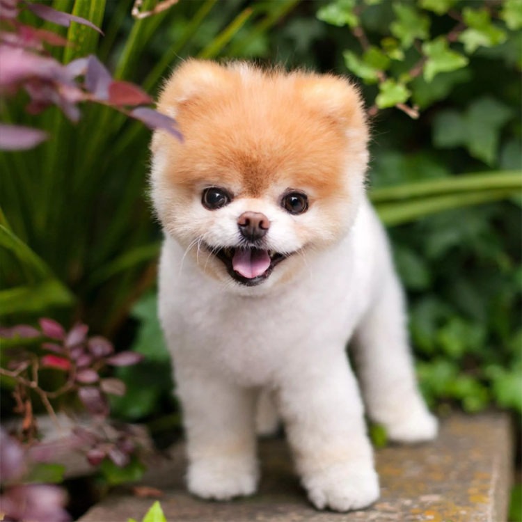 Foto de Cachorros Fofos | 100 Imagens de Cachorros Fofos