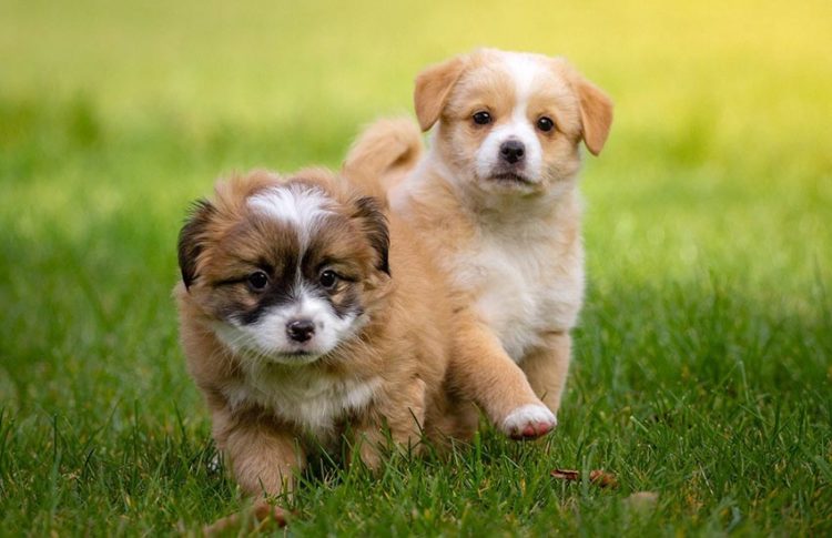 Foto de Cachorros Fofos | 100 Imagens de Cachorros Fofos
