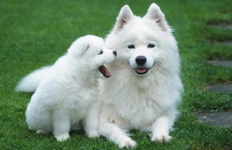 Foto de Cachorros Fofos | 100 Imagens de Cachorros Fofos
