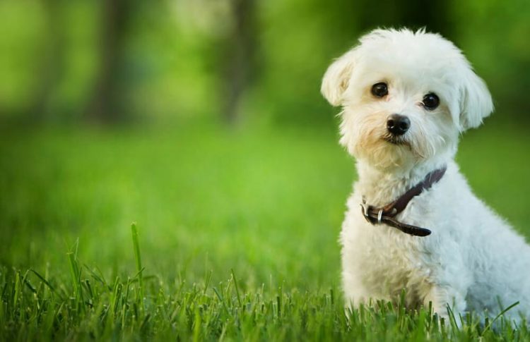 Foto de Cachorros Fofos | 100 Imagens de Cachorros Fofos