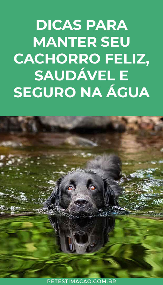 Manter cachorro feliz saudavel e seguro na água