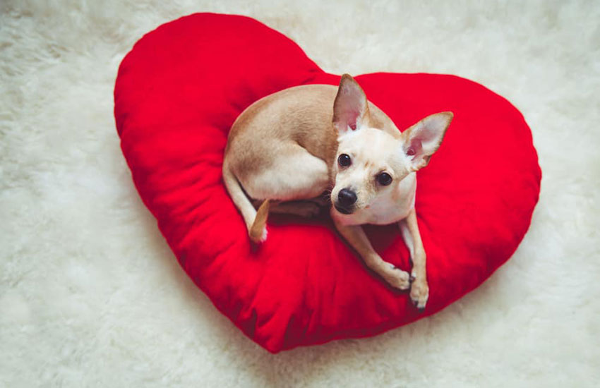 Cachorro deitado em almofada em formato de coração