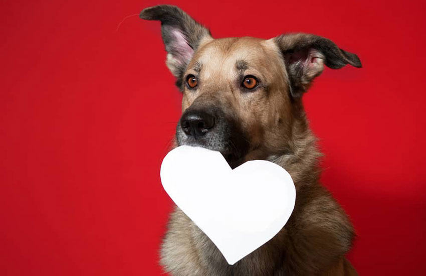 Cachorro segurança coração de papel na boca