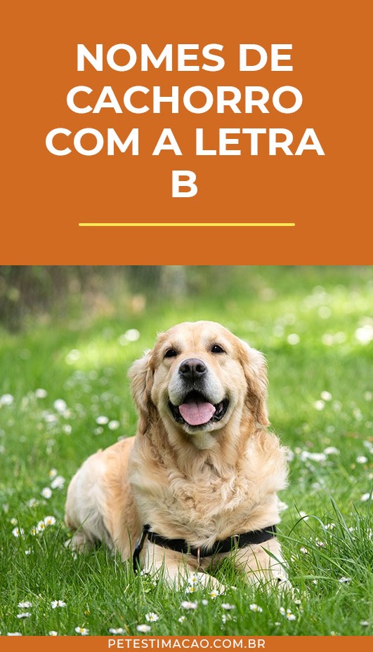 Nomes de cachorro com a letra B