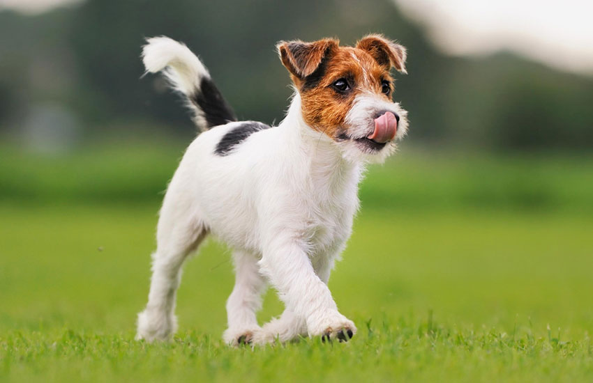 cachorro pequeno peludo jack russell terrier