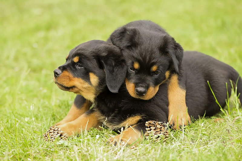 dois pequenos de rottweilers brincando na grama