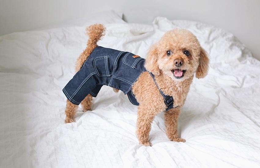 fotos de cachorrinhos fofos