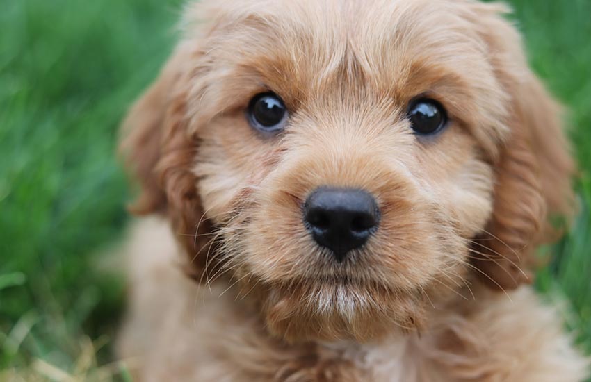 cachorro fofo