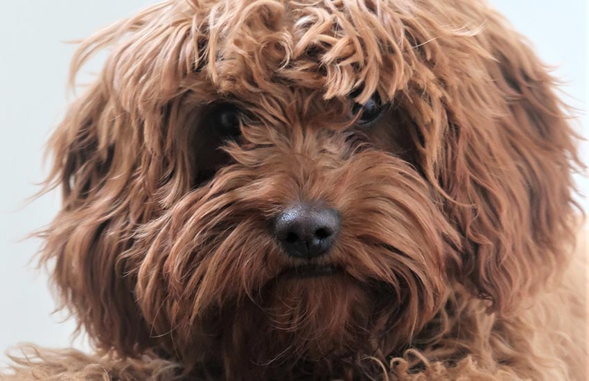 fotos de cachorros fofos e pequenos