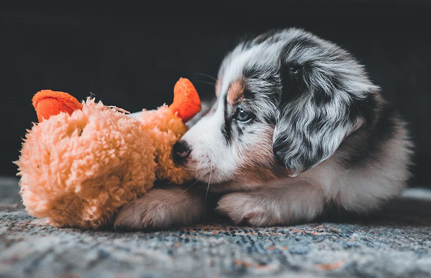 fotos de cachorros fofos
