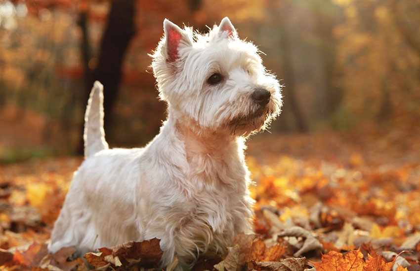 cachorro pequeno peludo west highland white terrier